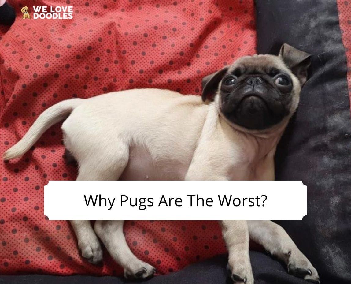 do pugs have bad eyesight