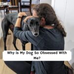 Why is My Dog So Obsessed With Me