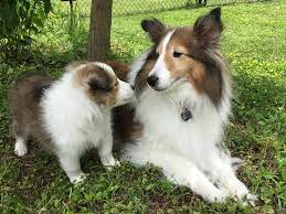 Woodruff Shelties