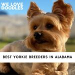 Yorkie Breeders in Alabama