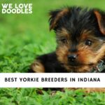 Yorkie Breeders in Indiana