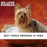 Yorkie Breeders in Iowa
