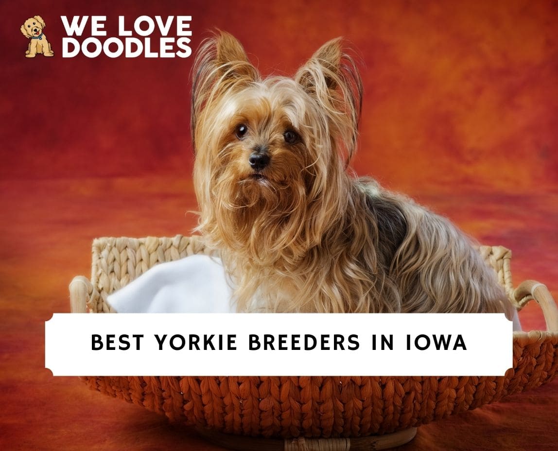 Yorkie Breeders in Iowa