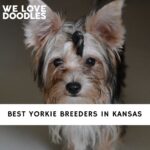 Yorkie Breeders in Kansas