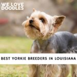 Yorkie Breeders in Louisiana