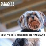Yorkie Breeders in Maryland