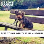 Yorkie Breeders in Missouri