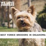 Yorkie Breeders in Oklahoma