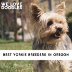 Yorkie Breeders in Oregon