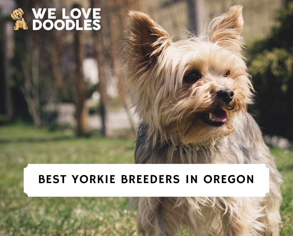 9 Best Yorkie Breeders in Oregon! (2023) - We Love Doodles