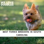 Yorkie Breeders in South Carolina