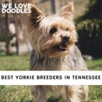 Yorkie Breeders in Tennessee