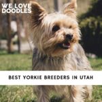 Yorkie Breeders in Utah