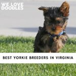 Yorkie Breeders in Virginia