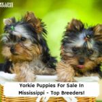 Yorkie-Puppies-For-Sale-In-Mississippi-Top-Breeders-template