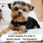 Yorkie-Puppies-For-Sale-In-Rhode-Island-Top-Breeders-template