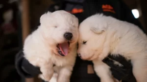 Your Fluffy Puppy in Iowa