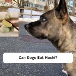 dog ate mochi