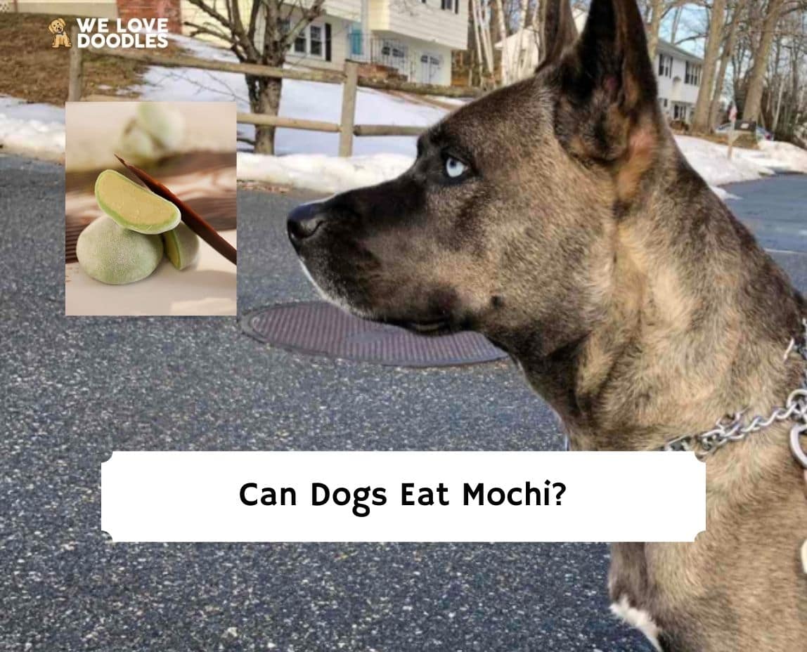 can dogs eat rice cakes