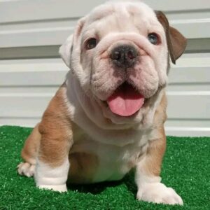 dog insurance seattle wa