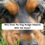 dog nose-nudging