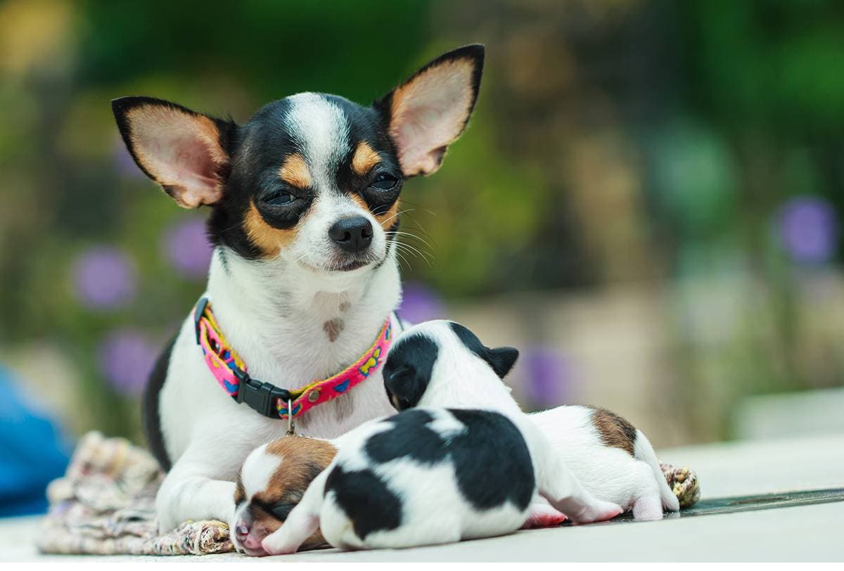 The 100 Best Black and Brown Dog Names! Story - We Love Doodles