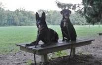 All-Purpose K-9 -BelgianMalBWashington