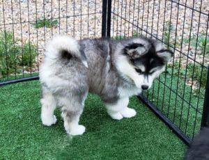 Pomsky Puppies For Sale in New Jersey
