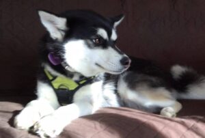 Hemlock Pines Pomsky