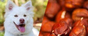 Are Hazelnuts Safe For Dogs to Consume