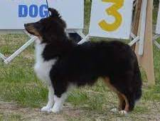 Sheltie Puppies For Sale in New Hampshire