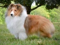 Sheltie Puppies in Missouri