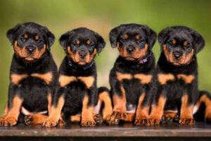 7 Best Rottweiler Breeders in Alabama! (2023) - We Love Doodles