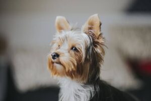 5 Best Yorkie Breeders in Iowa! (2022)