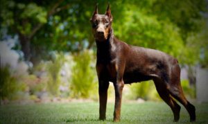 Battle Born Dobermans