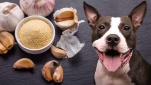 is garlic seasoning bad for dogs