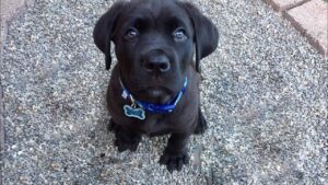 Why Is My 8 Week Old Puppy Peeing A lot?