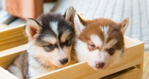 How to Choose a Husky Breeder in Connecticut -HuskBreedC