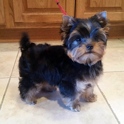 Sagebrooke Yorkshire Terriers