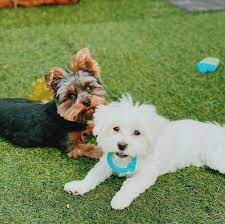 Little Paws Nursery — Alabama -MorkieBPenn