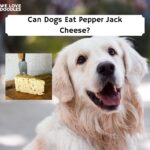 is pepper jack cheese safe for dogs