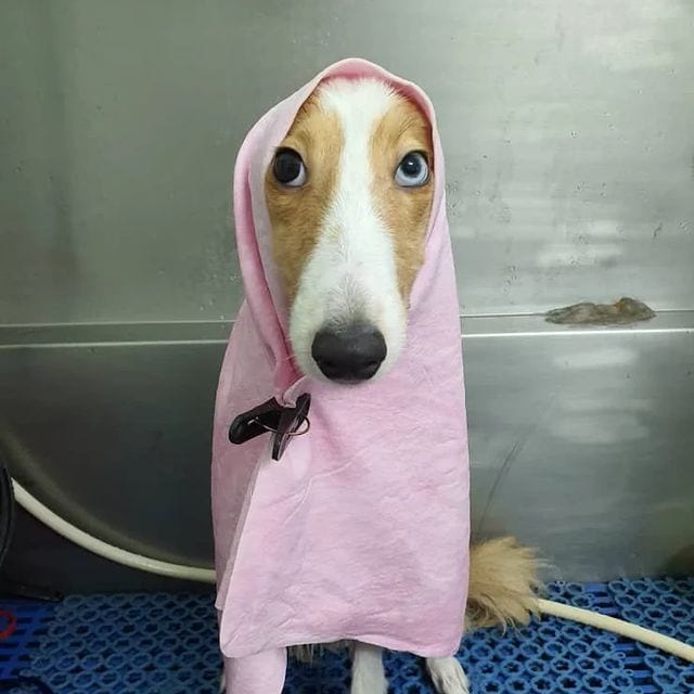 Best Dog Shampoo for Dander! (2023) We Love Doodles