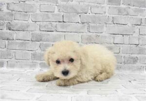 Aussiedoodle Puppies For Sale in Connecticut