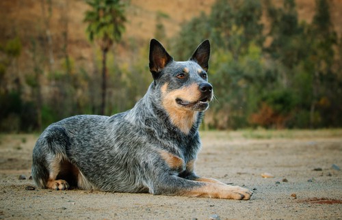 Blue Heeler Jack Russell Mix Guide! (2024) - We Love Doodles