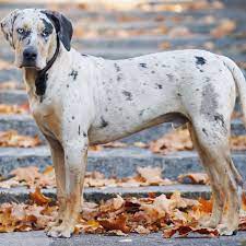 Catahoula Blue Heeler Mix Information, Facts, and Images!