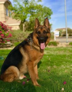 are german shepherds alpha dogs