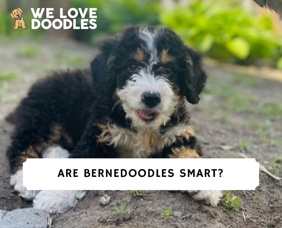 how smart is a bernedoodle