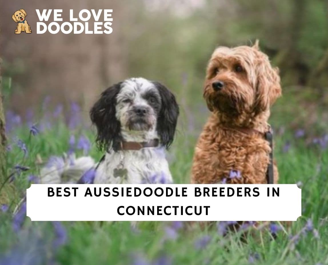 Aussiedoodle Breeders in Connecticut