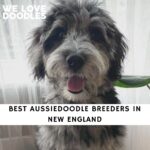 Aussiedoodle Breeders in New England