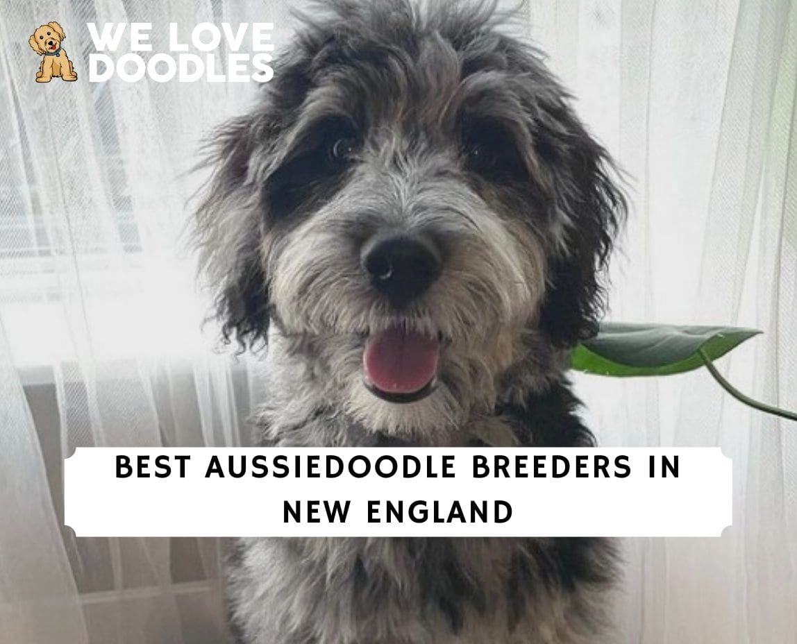Aussiedoodle Breeders in New England